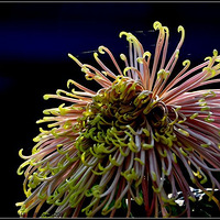 ֲ��԰�ľջ�չ