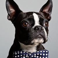 �ţ�����㣬����Ц���˼�����֤������