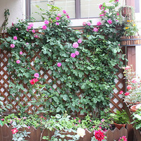 һһ硾С¶̨Ҳд룡