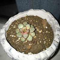 ˮ