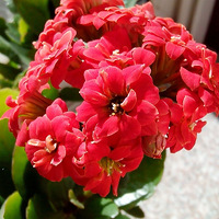 ĳٻ