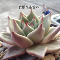 ӵĺ԰麼ݶ¶֮һ