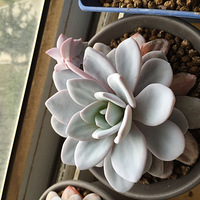 ҵĶ⣬һջͼƬģһ²ô