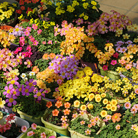 ̨-ӼС۷衿- VҺ󹬡ɫ