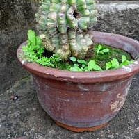 ����ɹ�Ҽҡ�-��������С��