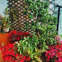 ����ɹ�Ҽҡ���ˮ�����أ���ʱ�����������������ƣ������䴺����