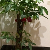 ����ɹ�Ҽҡ��������Ϣ������ЩС