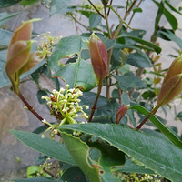 ����ɹ�Ҽҡ�+����ɫ��