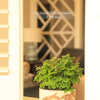 THE SONATA OF FOUR SEASONS-ݺļ ʽ԰󷿱ҵ