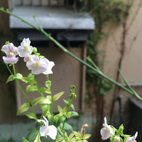 㻨