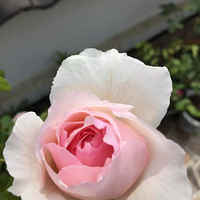 ˣŷ¡¡ƽ