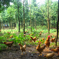 ǧ�����ٹ�԰����Ǹ��õط�