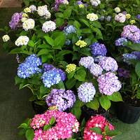 ССFLO��԰-������԰-@�ຼ097���ɻ�  24MAY15 