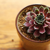 ���⣬ɵɵ�ķֲ����