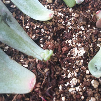 7������Ҷ�峤��ö�