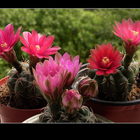 �������������š���系��񻨿�