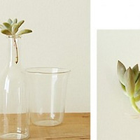 ����ֲ���֦���Ҷ��