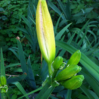 ССFLO��԰-�ļ���԰-@�ຼ098����ɱ� 27MAY15 