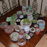 ����ĵ�С��