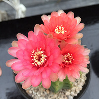 ���˱���