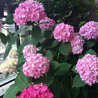 ���ֳ���.���޽ʿ�������        