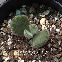 ֻҪ����ң��Ҿͻ������㿴---����