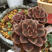 ���ţ�������ƬƬ��������