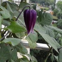 ſˣϵУеջллľϵ