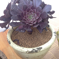 �������ĳ����ǳ�