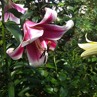 ССFLO��԰-�ļ���԰-@101 �ٺ�Frisco 2015JUN14