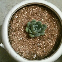 ����ǰ������