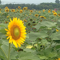 �Ҵ�ݶ�ֹŴ���