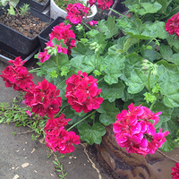 ϲ������ʤ�����졣��