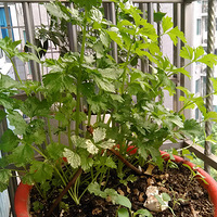 ����ũ��