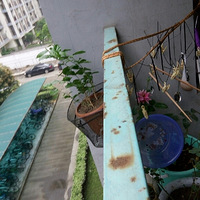 ���ᳯ���������ݲݵĳ��������Ѿ���������