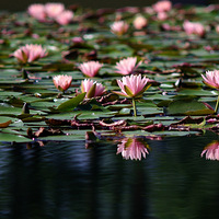 ������ ������ˡ��������ɻ�����Ϫ������