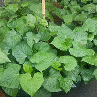 �Ѵ�ͳ�ĺ�����������ʸ߲�Ҷ�ˡ�