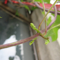 ������������½���ջ��ˣ���ǰ�԰��ºǺǣ�