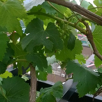 ���Ĵ����Ĳ�԰�������гɹ���