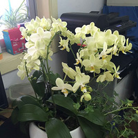 ѧ�ֺ�����