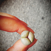 �ⲻ������ǿ��֢�ɣ�