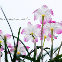 Lily pies¼
