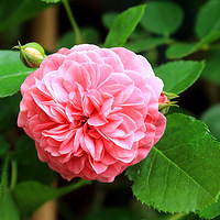 ������Ϣ�����Ų�ֹ