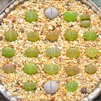 ������ʯ��