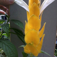 �ÿ��������»��ܣ���ɫ��Ȼ��������ľ�ϵķ���Ŷ��