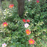 �ջ�Ҳ���ҵı���