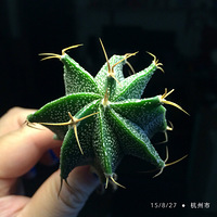 �����Ҽ���������