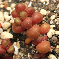 ��Щ���⣬��Ҷ�������