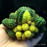 ������Ӵ