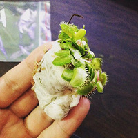 ������С���֡�������첻��������